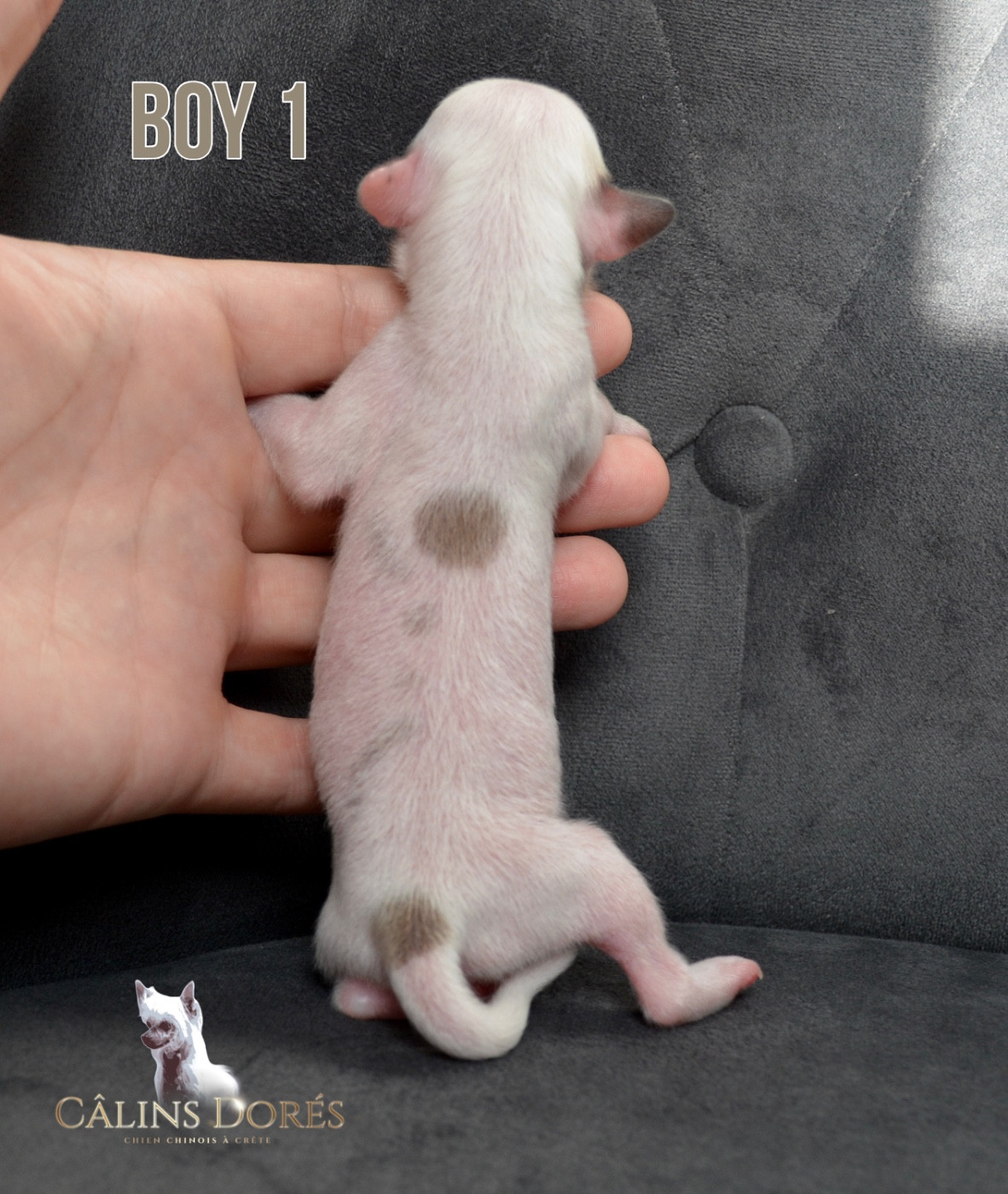 Des Câlins Dorés - Chiots disponibles - Chien chinois à crête