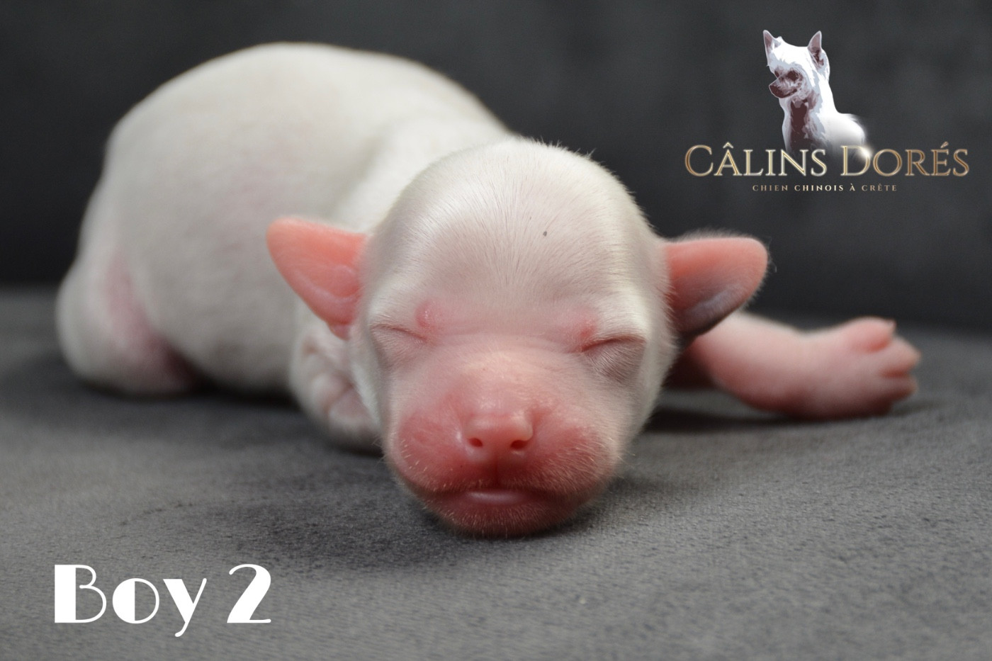 Des Câlins Dorés - Chiots disponibles - Chien chinois à crête