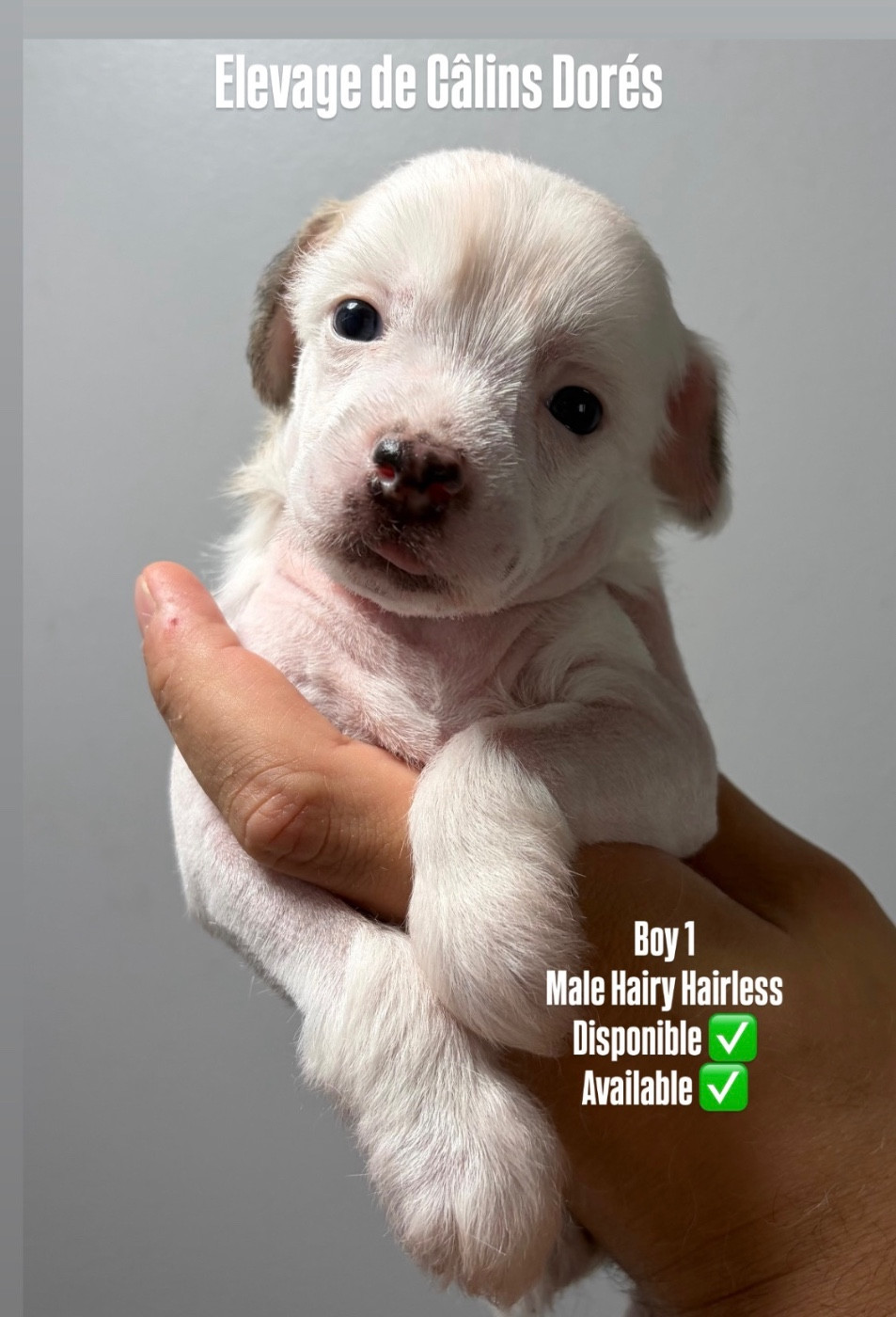 Des Câlins Dorés - Chiots disponibles - Chien chinois à crête