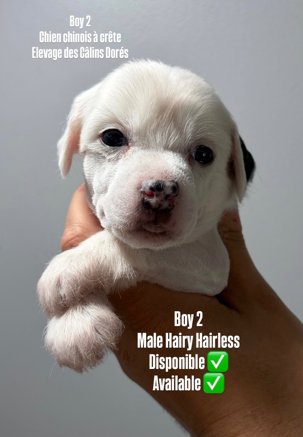 Des Câlins Dorés - Chiots disponibles - Chien chinois à crête