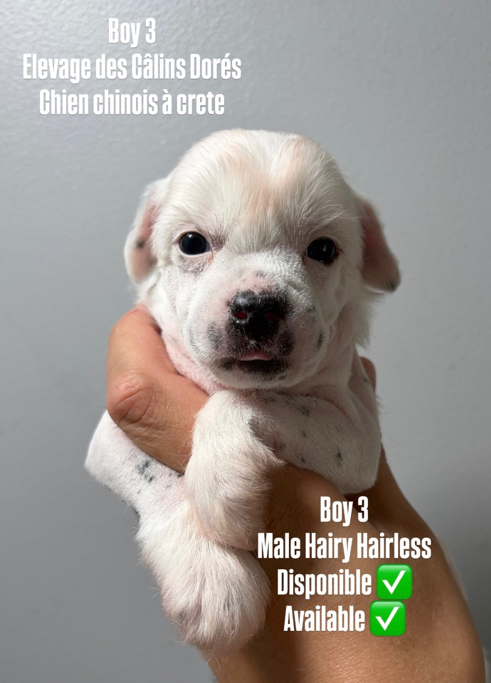 Des Câlins Dorés - Chiots disponibles - Chien chinois à crête