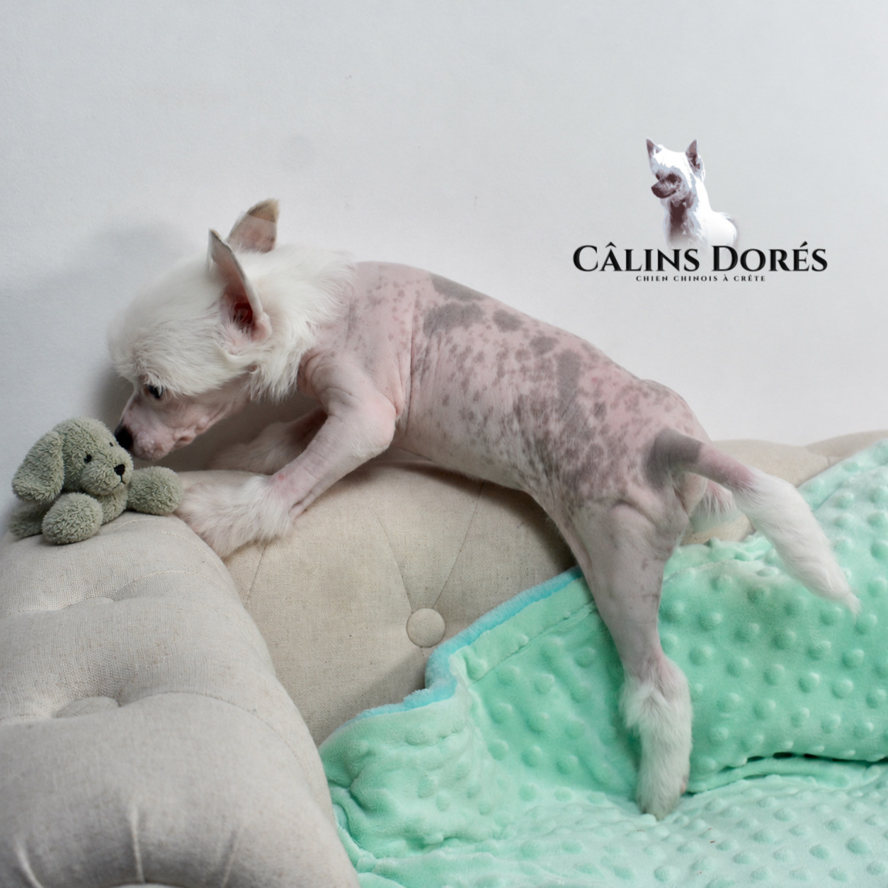 Des Câlins Dorés - Chiots disponibles - Chien chinois à crête