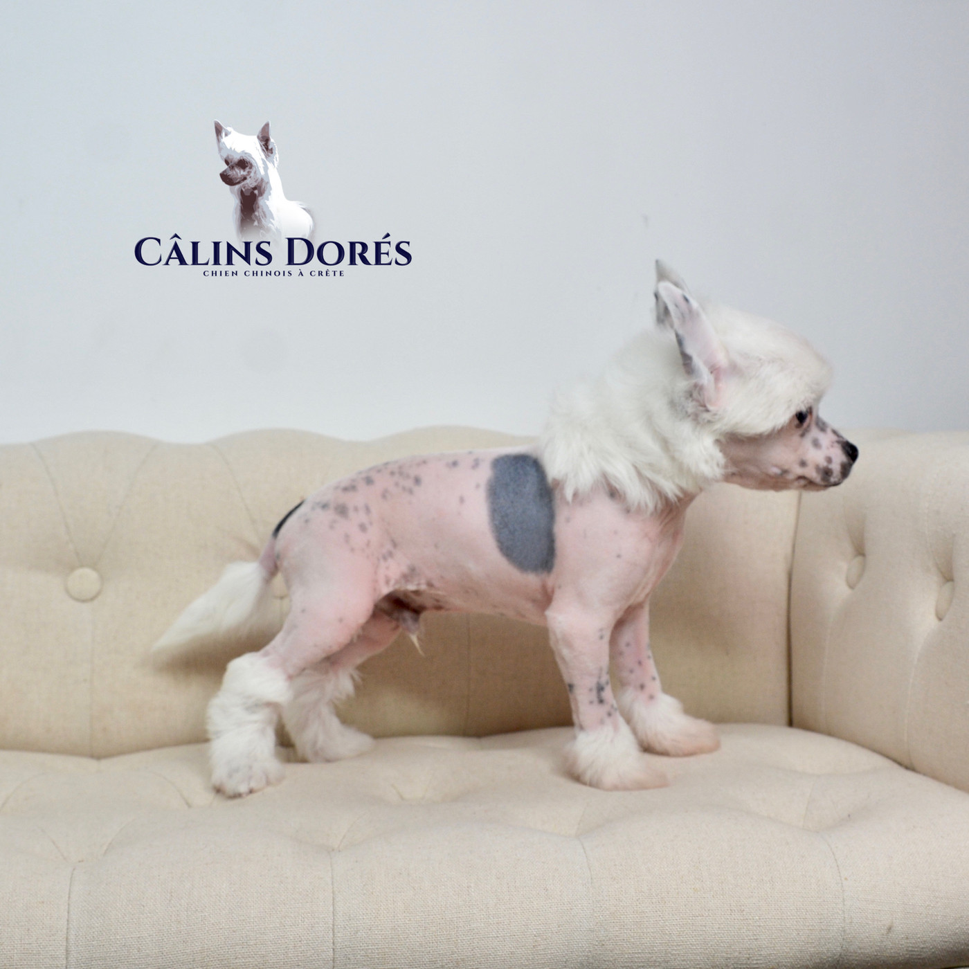 Des Câlins Dorés - Chiots disponibles - Chien chinois à crête