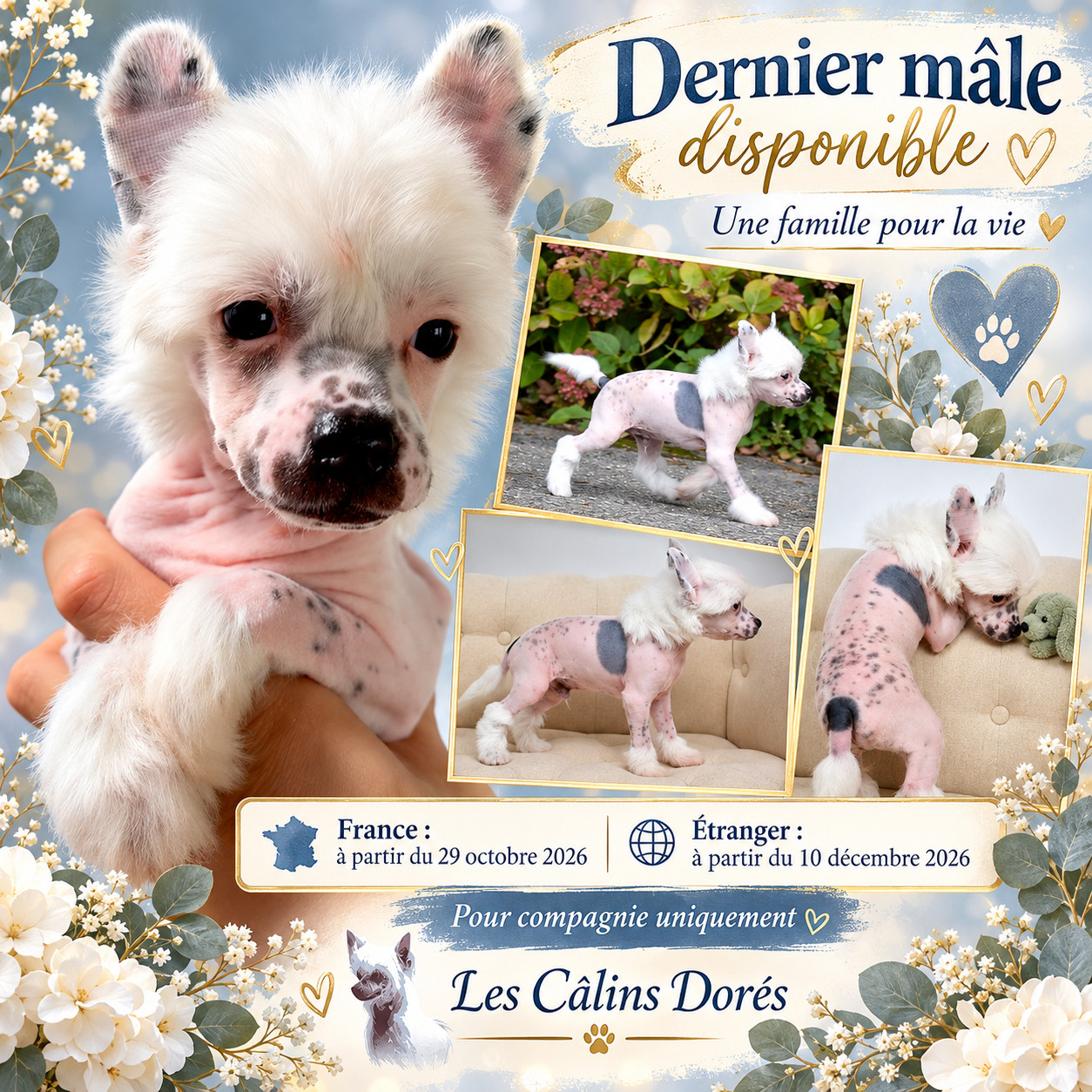Des Câlins Dorés - Chiots disponibles - Chien chinois à crête
