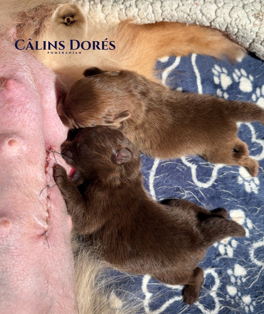 Des Câlins Dorés - Chiots disponibles - Spitz allemand