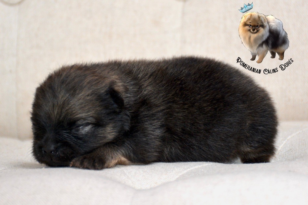 Des Câlins Dorés - Chiots disponibles - Spitz allemand