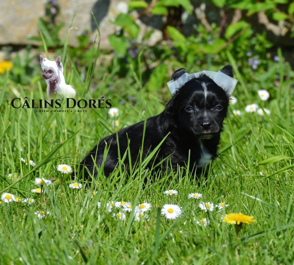 Des Câlins Dorés - Chiots disponibles - Chien chinois à crête