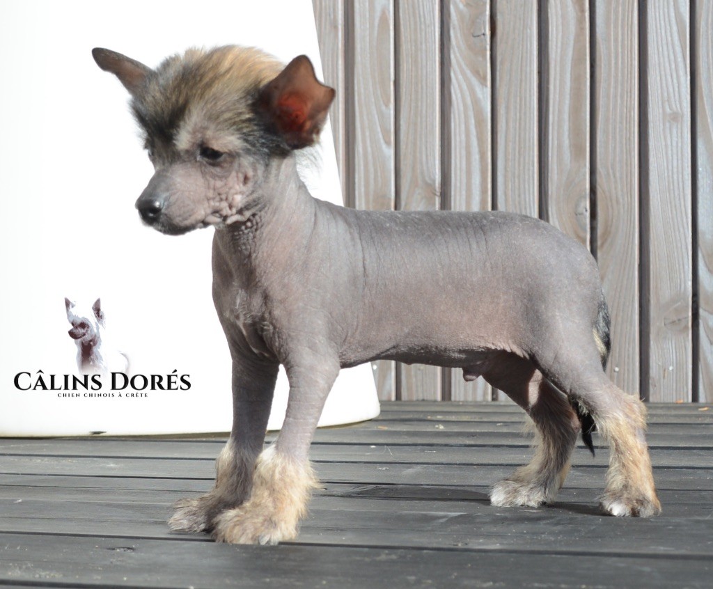 Des Câlins Dorés - Chiots disponibles - Chien chinois à crête
