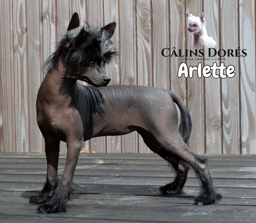 Des Câlins Dorés - Chiots disponibles - Chien chinois à crête