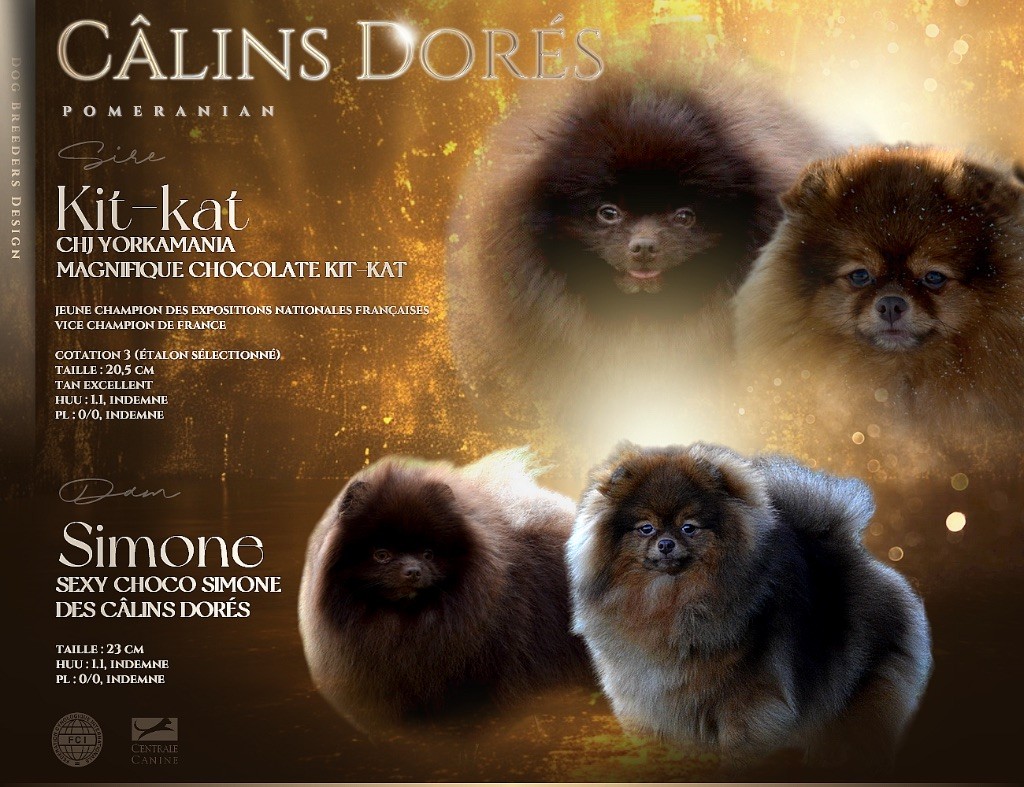 Chiot Spitz allemand Des Câlins Dorés