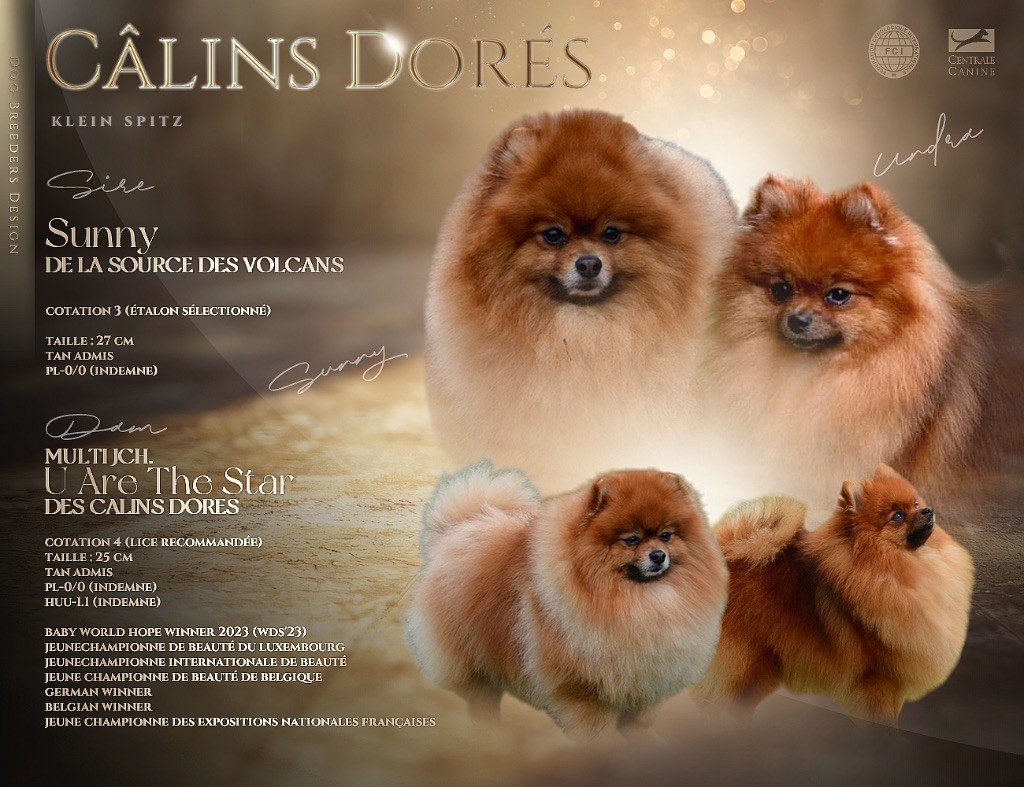 Chiot Spitz allemand Des Câlins Dorés