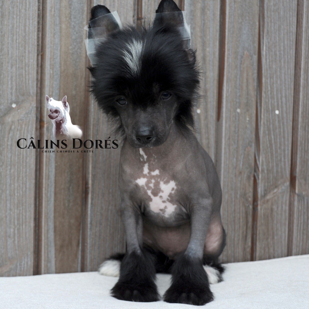 Des Câlins Dorés - Chiots disponibles - Chien chinois à crête