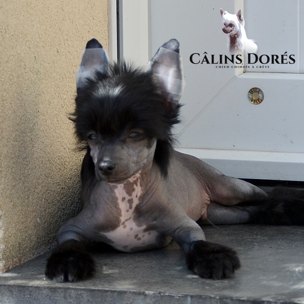 Des Câlins Dorés - Chiots disponibles - Chien chinois à crête