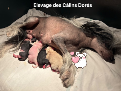 Femelle nu gris & blanc