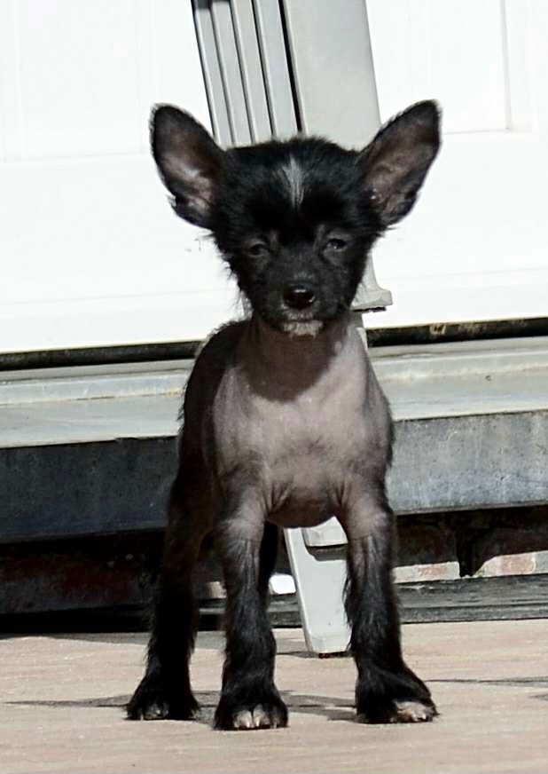 Des Câlins Dorés - Chiots disponibles - Chien chinois à crête