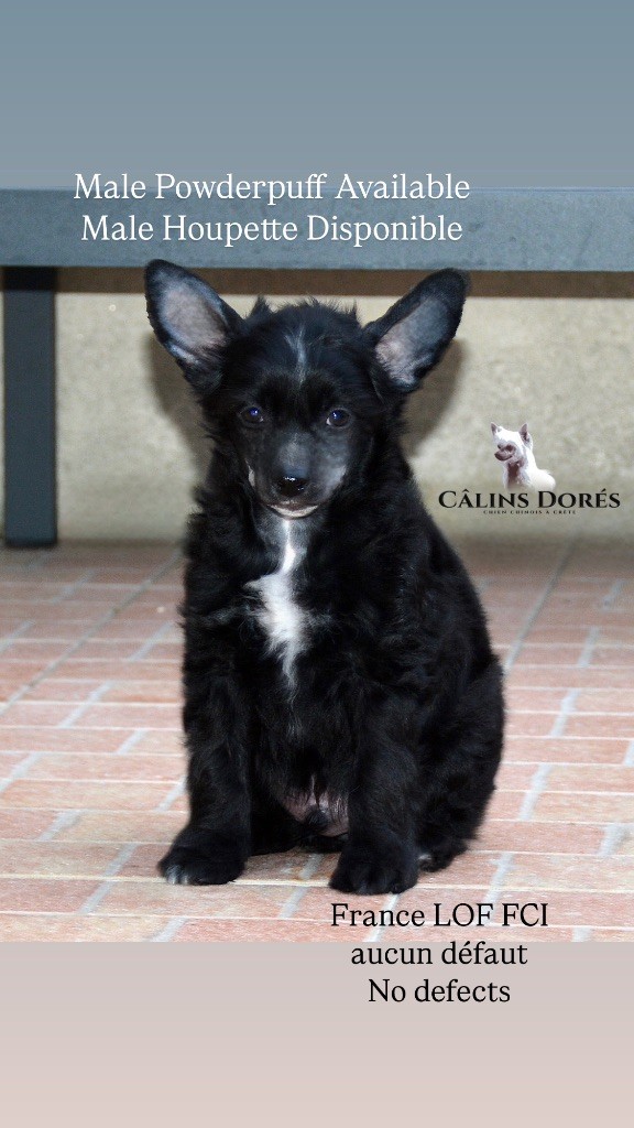 Des Câlins Dorés - Chiots disponibles - Chien chinois à crête
