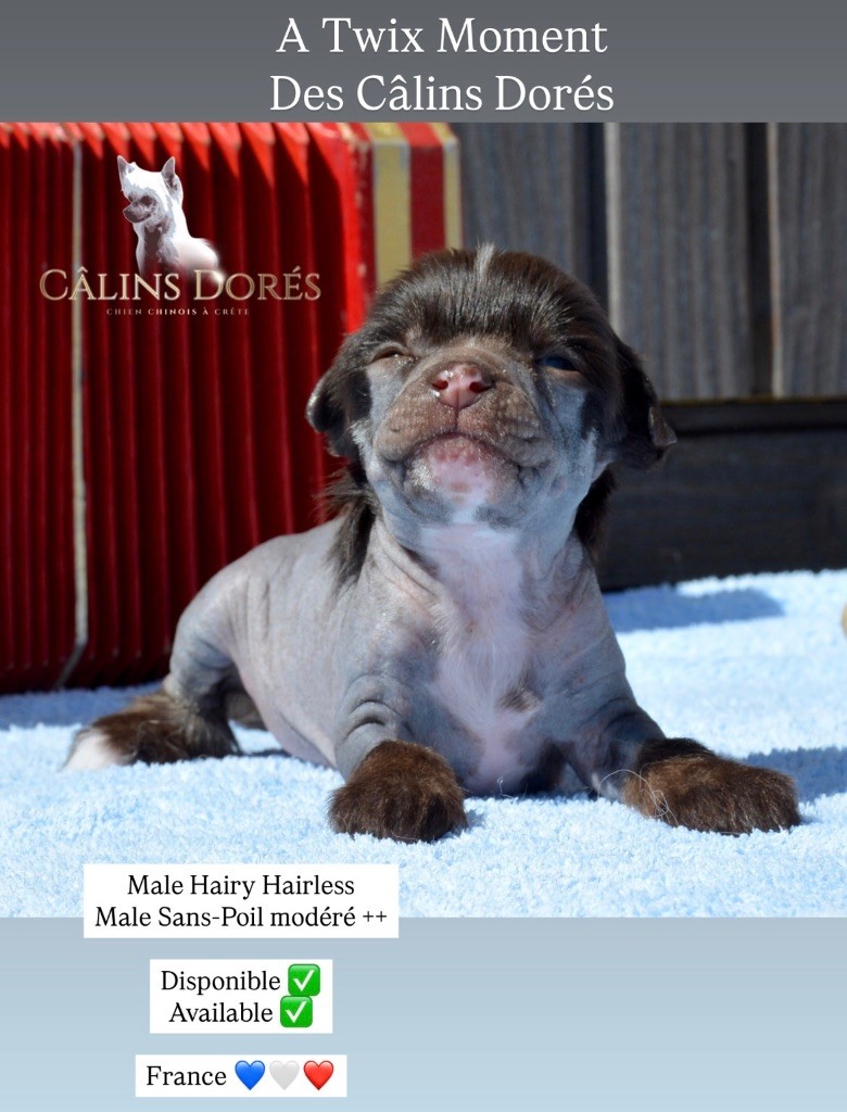 Des Câlins Dorés - Chiots disponibles - Chien chinois à crête