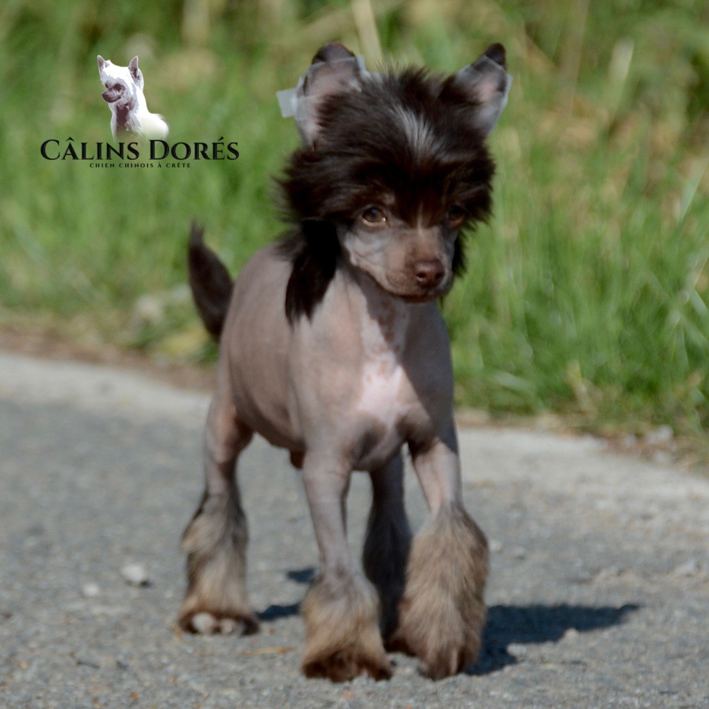 Des Câlins Dorés - Chiots disponibles - Chien chinois à crête