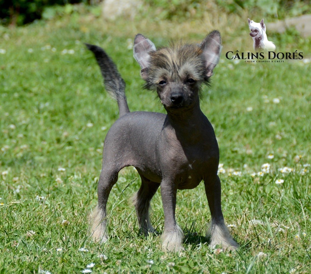 Des Câlins Dorés - Chiots disponibles - Chien chinois à crête