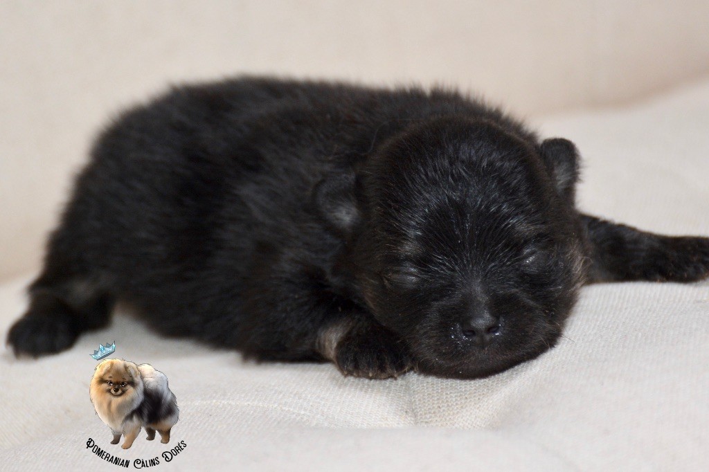 Des Câlins Dorés - Chiots disponibles - Spitz allemand