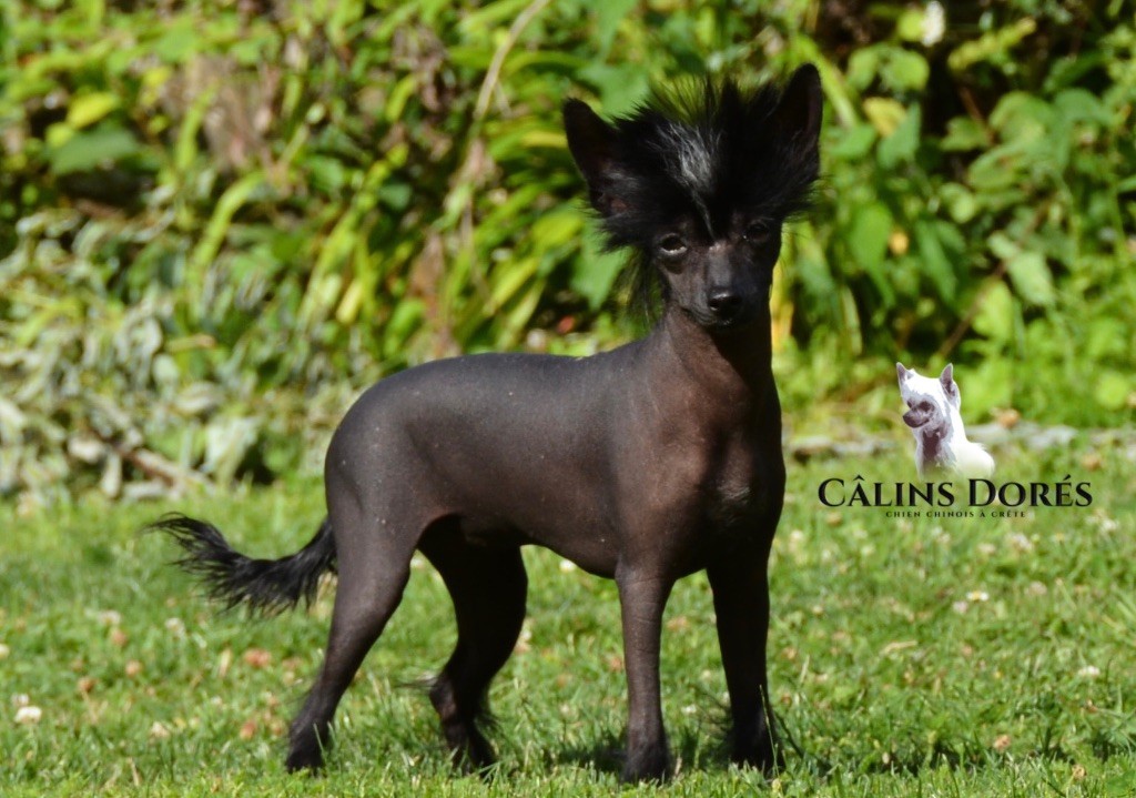 Des Câlins Dorés - Chiots disponibles - Chien chinois à crête