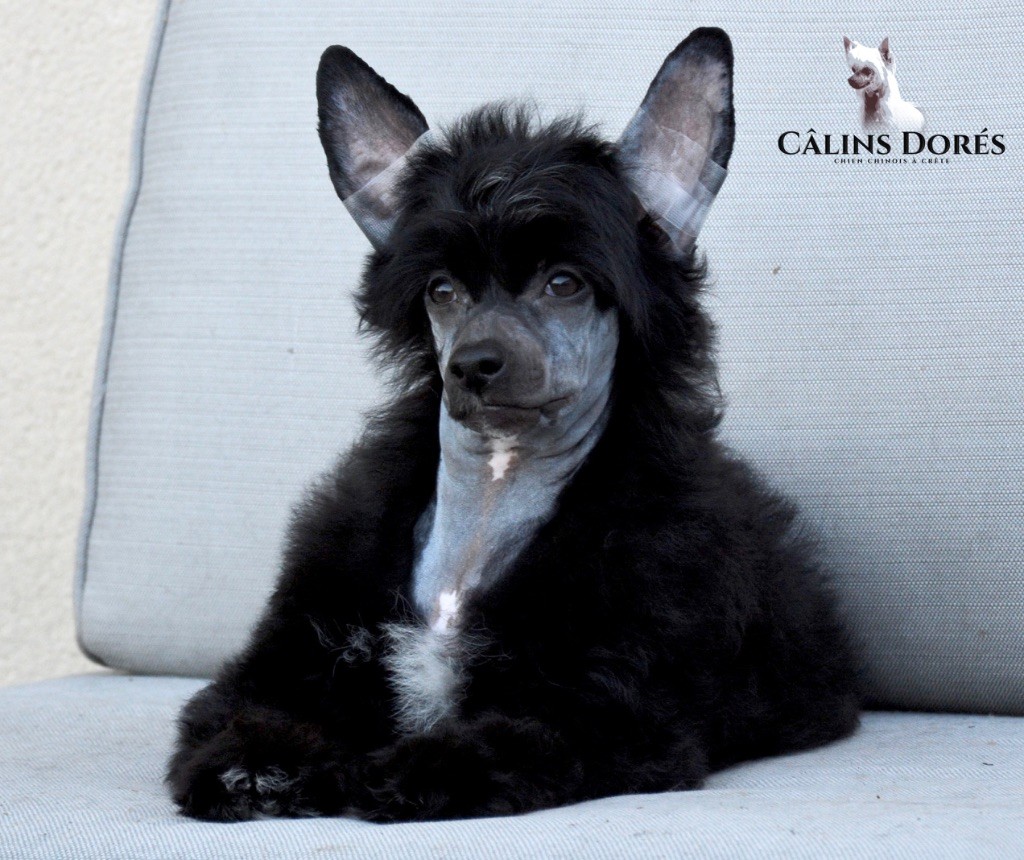 Des Câlins Dorés - Chiots disponibles - Chien chinois à crête